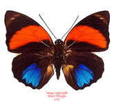 Agrias amydon zenodorus (Peru)